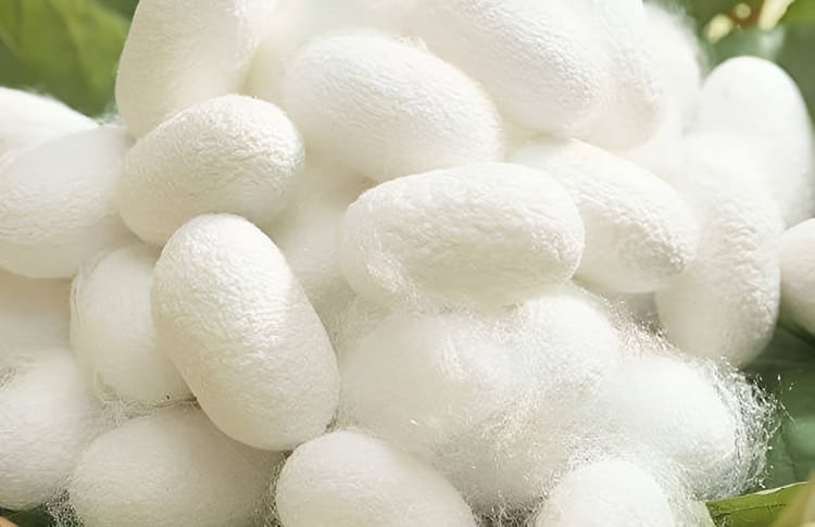 ​​The Allure of Mulberry Silk: Nature’s Most Luxurious Fiber​