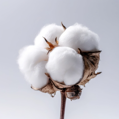 The Production Journey of Pure Cotton Shirt Fabric